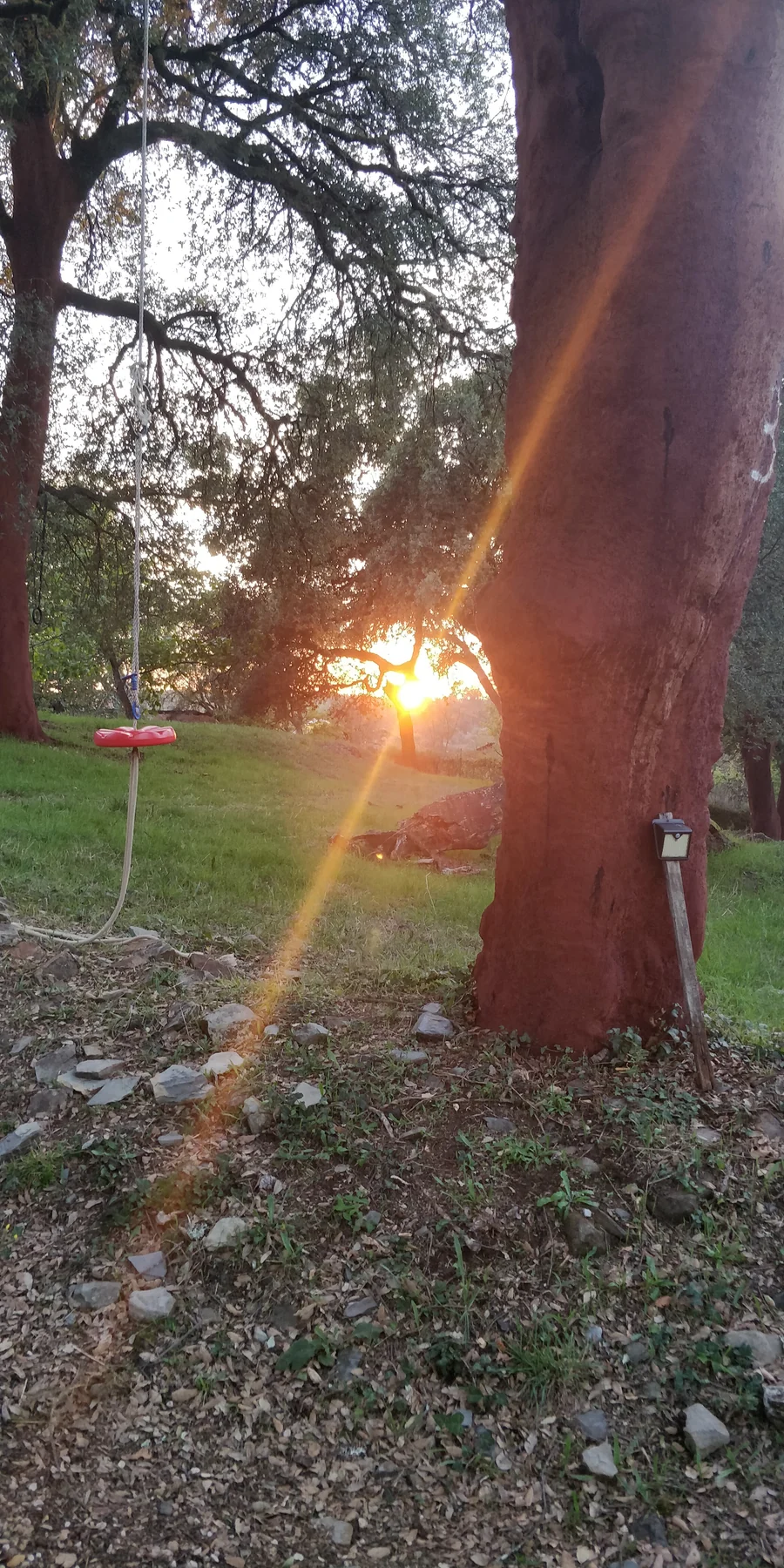 A rope swing hanging among cork trees at the family home in Central Portugal